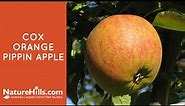 Cox Orange Pippin Apple | NatureHills.com
