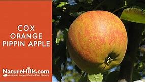 Cox Orange Pippin Apple | NatureHills.com