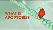 "What is Apoptosis?" The Apoptotic Pathways and the Caspase Cascade