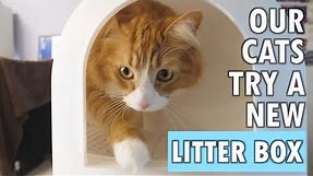 Our cats try a "litter tracking prevention" litter box