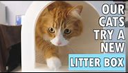 Our cats try a "litter tracking prevention" litter box