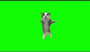 Happy Happy Happy Cat Meme Green Screen #funny #meme #cat