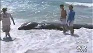 20 Foot Shark Washes Ashore at Long Island, New York