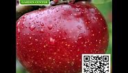 Apple – Red Delicious