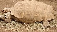 A Guide to Caring for Sulcata Tortoises as Pets