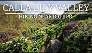 Hiking Near Big Sur, California: Calla Lily Valley (Garrapata Beach)