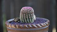 Echinocereus pectinatus "Pink Lace Cactus"