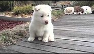 This White Husky Puppy is as Gorgeous as Waikiki