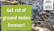 How to remove & get rid of ground moles best - guaranteed method!