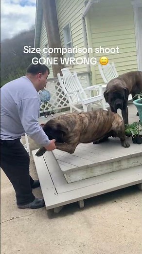 Size comparison shoot GONE WRONG 😑 #fails English Mastiffs of PA