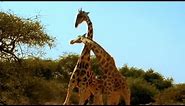 Viral Video: 'Most Violent Giraffe Fight Ever | Good Morning America | ABC News