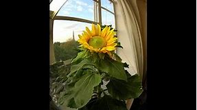 My Sunflower Timelapse - from Seed to Flower to Seed