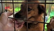 close up of male hand petting caged stray dog in pet shelter