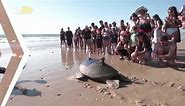 Adorable moment two sea turtles injured in underwater explosions return to Mediterranean Sea