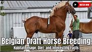 Belgian Draft Horse Breeding - Habitat, Image, Diet, and Interesting Facts | United States