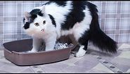 Why a Cat Stops Using Its Litter Box | Cat Care