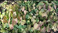 Pressed Epimedium Plant Leaves | In the Garden | Spotlight Plant | aka Barrenwort, Fairy Wings
