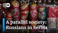 How a Russian community is establishing itself in Serbia | DW News