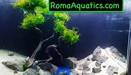 How To Make A Moss / Subwassertang (Pellia) Driftwood Tree The Easy Way - RomaAquatics.com 🆒