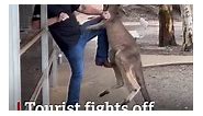 Moment tourist fights off aggressive kangaroo in Australia animal park