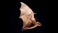 Batty for Bats - Science Nation