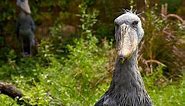 Introducing the Shoebill Storks!