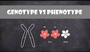 Difference between Genotype and Phenotype | Genetics