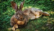 Why Do Rabbits Have a Dewlap? - The Bunny Hub