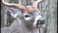 Understand Whitetail Deer Behavior During the Rut