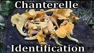 Chanterelle Mushroom Identification, Harvesting, Toxic Look A Like