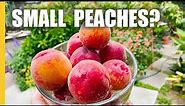 Why I have SMALL PEACHES and how to get LARGE peaches