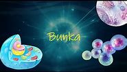 Biológia 6. ročník _ Bunka (rastlinná a živočíšna bunka)