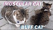 MUSCULAR CAT, Muscle Cat, Muscular Cats, Most Muscular Cat, Muscled Cat BUFF CAT - CAT VIDEOS