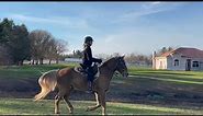 Rocky Mountain Horse - Chance - Gait and Canter -Gaited Horse Training