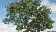 Karakteristike stabla mahagonija, uzgoj i upotreba ▷➡️ Postposmo