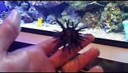 Nature Documentary: Pencil Sea Urchin