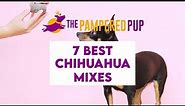 The Chihuahua Mix: 7 Little Dogs with BIG Personalities