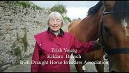 The Irish Draught Horse - Survivor of History