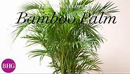 Bamboo Palm | Plant Encyclopedia