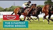 Top 5 Fastest Horse Breeds