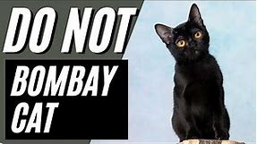 7 Reasons You Should NOT Get a Bombay Cat