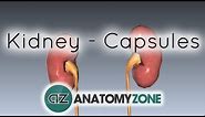 Capsules of the Kidney - Anatomy Tutorial