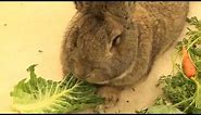 Darius the world's largest bunny rabbit