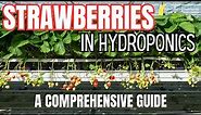 Strawberry Hydroponics - All You Need to Know