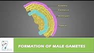 Formation of Male Gametes
