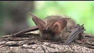 Grey Long-eared Bat - The British Mammal Guide