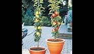 Unboxing Columnar dwarf Apple tree -tmsroyeals foods-fruit trees beginner gardener-like/SUBSCRIBE