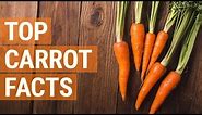 Fun Facts About Carrots