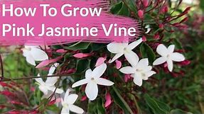 How To Grow Pink Jasmine Vine; Jasminum Polyanthum / Joy Us Garden