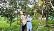 Apple 🍎 Garden Kashmir | सेव के बागान कश्मीर 🇮🇳